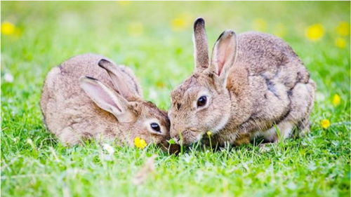 澳大利亚的人兔大战持续了近百年,网友 兔子该庆幸它不在中国 