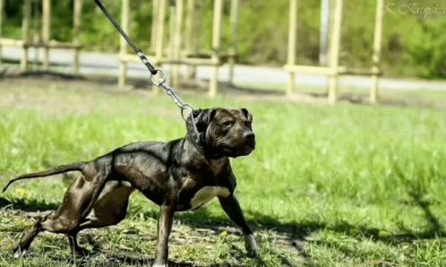 不同类型的男人养不一样的猛犬,你养的哪一种