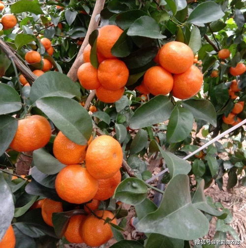 砂糖橘生长过程中施肥少不了,施这几种肥料,能让产量翻倍
