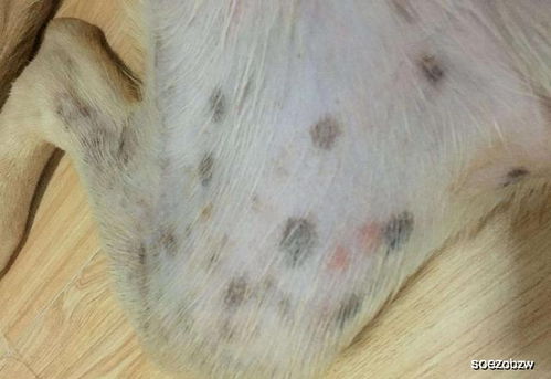 为什么狗狗会患皮肤病 其实原因有5个
