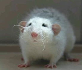 花枝鼠为什么喜欢舔人 花枝鼠和老鼠的区别 