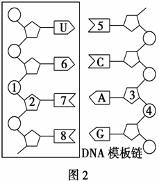 细胞内遗传信息的表达最终在核糖体中完成..为什么？ 谢谢