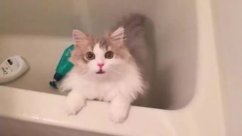 多久给猫咪洗一次澡 猫咪洗澡攻略 吹风机 
