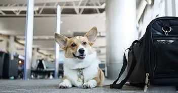 今后坐飞机也能带宠物了 哪些宠物可以带 需要注意什么 看这里