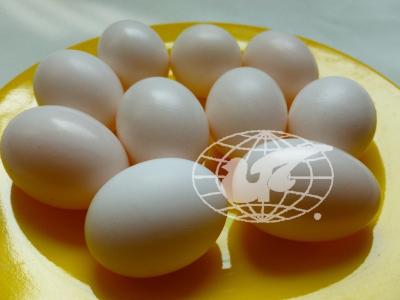 石龟一次产多少个蛋？