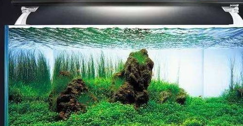 鱼缸长青苔或藻类如何清除掉 一篇让你改变想法的观赏鱼文章