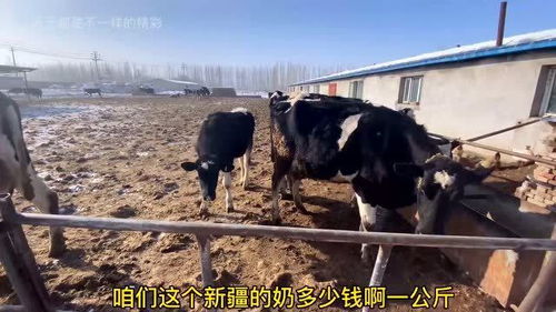 新疆农村牛老板竟然身价百万 一头牛卖27000,厉害了 