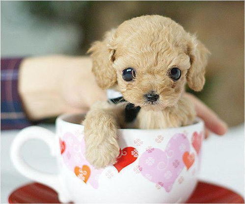 这狗狗,居然小到能放进茶杯里,萌翻了