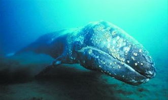 研究人员发现 灰鲸 入侵 大西洋 