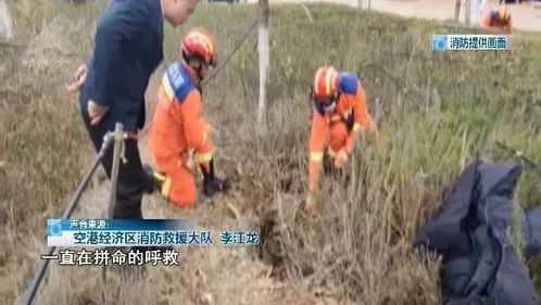 龙山东路 龙腾路至大凤路段 道路工程完工