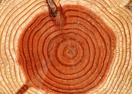 树年轮一圈代表什么,树年轮的秘密：一圈年轮背后的故事与意义
