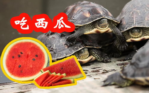 乌龟爱吃西瓜 它们很喜欢吃西瓜,你养的龟宝宝也喜欢吗 