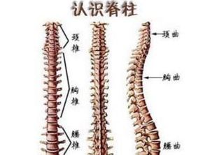 河南郑州治强直医院介绍强直性脊柱炎属于风湿吗