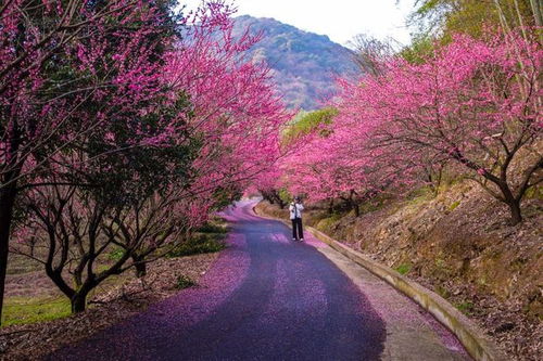 临安洪村的梅花林确实漂亮,只是位于山坳深处比较难找,所以小众