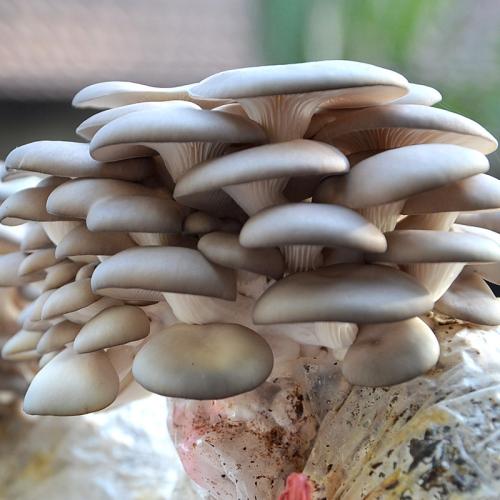 蘑菇菌包在家怎么养护,蘑菇菌包在家轻松养护，收获美味菌菇！