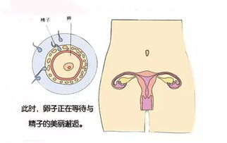 胎儿在母体40周的生长过程形状图, 每周对照看看吧 