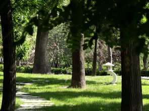 天蓝树绿草茂盛,公园一片生机
