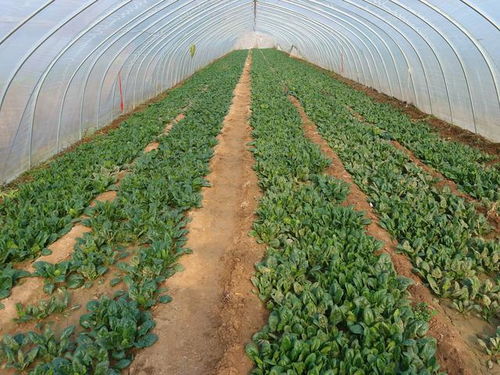 曲麻菜人工栽种方法技术,曲麻菜种植技术及亩收益