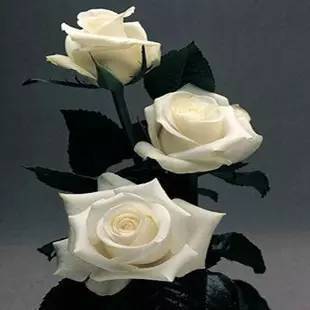 白玫瑰什么品种最好,坦尼克玫瑰和雪山玫瑰区别？