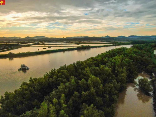 海上森林之称,以下哪种树林素有“海上森林”之称 A.榕树林 B.桉树林 C.红树林 D.梭梭树(图1)