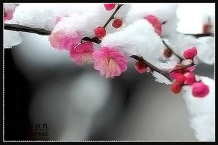 关于风霜雨雪山水的诗句