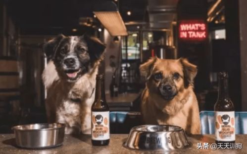 狗狗也能喝啤酒吗 在线等