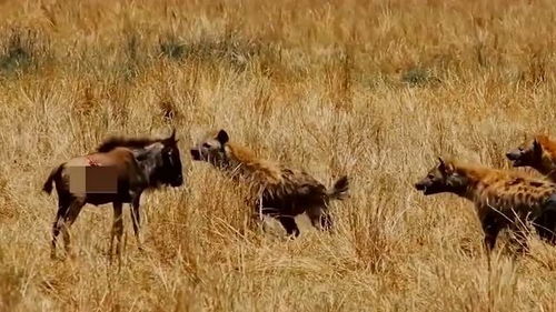 鬣狗的各种活吃名场面,水牛被掏内脏活吃,仍然低头淡定的吃草 
