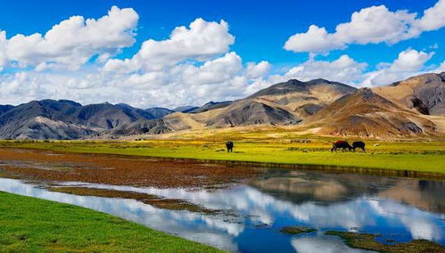 甘南最美的草原,以黄河命名,被认为是黄河的源头,就在西藏
