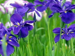 紫色鸢尾花花语是什么,紫色鸢尾花：神秘花语与优雅的象征