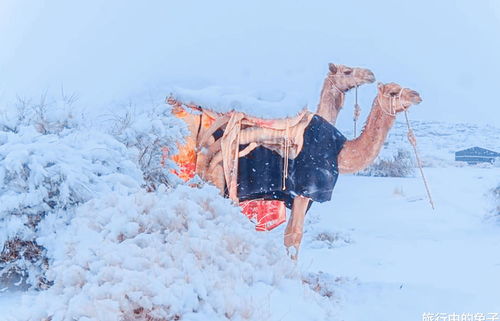 撒哈拉沙漠下雪的传说,标签。