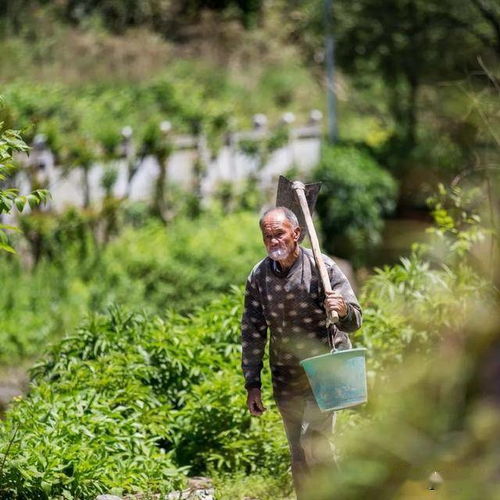 父亲七十多岁还离不开土地,疫情期间我才理解了父亲对土地的感情