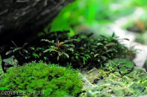 你永远不知道选用哪一种水草会给你带来怎样的惊喜