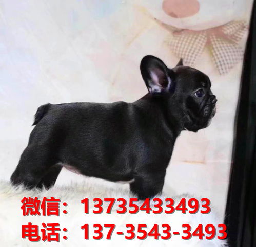 淮北宠物狗狗犬舍出售纯种法牛犬卖狗地方在哪里有狗市场买狗