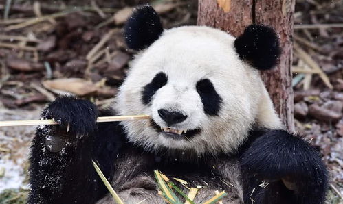 为什么狮子和老虎不攻击大熊猫 熊猫的另外名字,你大概没听过