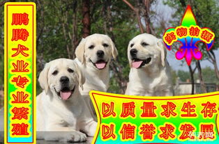 图 狗场繁殖 绝对纯种 绝对健康 拉布拉多犬 北京宠物狗 