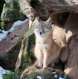 这是什么种类的狐狸 是国家几级保护动物 