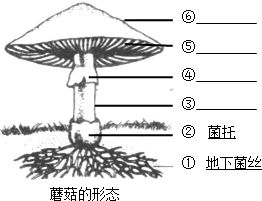 睾丸的作用 A.产生精子B.产生尿液C.排出精子D.输送精子 题目和参考答案 青夏教育精英家教网 