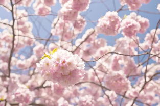 西安周末去哪儿玩 西安最新赏樱花攻略枝头繁花赛雪林间落英缤纷