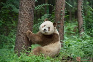 陕西现棕白色熊猫 独特毛色让科学家摸不着头脑 