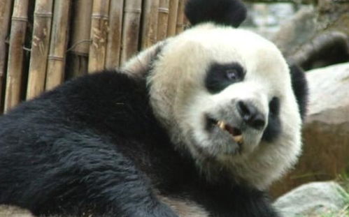 揭秘 原来大熊猫爱吃肉的,现在吃素了