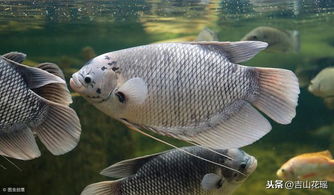 团头鲂鱼种培育技术
