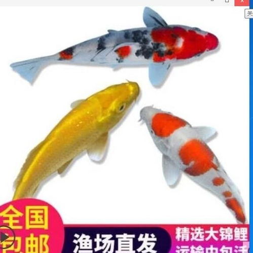 日本红白大正三色锦鲤活体观赏鱼冷水鱼招财避邪风水鱼