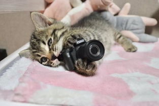 实在是太萌了 超可爱猫系摄影师准备上线为你拍照