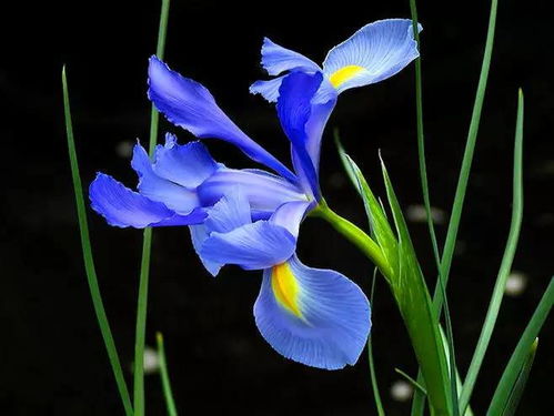蓝色鸢尾花的花语及寓意,鸢尾花的