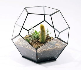 玻璃花盆怎么养花,玻璃花盆养花用的石头叫什么