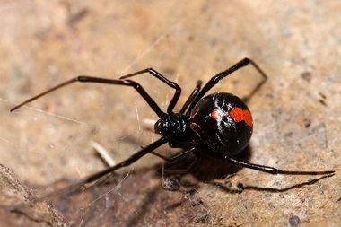 东京首度发现剧毒红背蜘蛛吁民众提高警觉