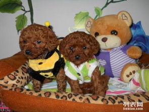 南京哪里有犬舍出售泰迪熊的 南京泰迪幼犬怎么卖