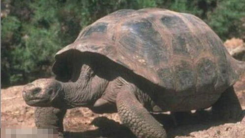世界最长寿乌龟 265岁从乾隆活到现代,养它的饲养员都死了3个 