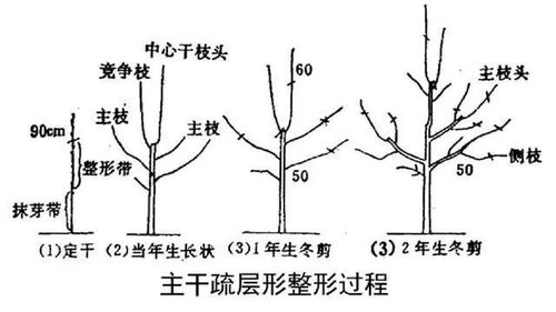 梨树常见树形优缺点及选用建议