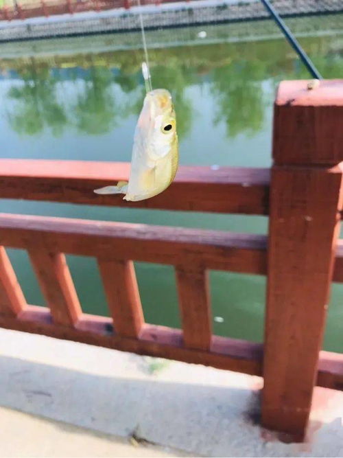 小白条鱼怎么做好吃 福州的河鲜里有一种“白刀”鱼，这鱼好吃吗？ 